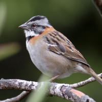 Patagonian Rufous-collared Sparrow